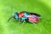 Holopyga sp.